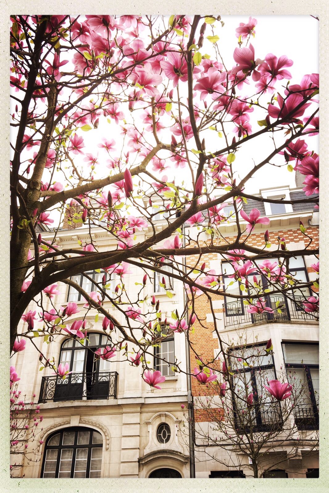 Blossoming magnolia tree on a street in Brussels